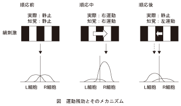 図_運動残効とそのメカニズム